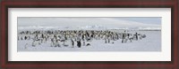 Framed Emperor penguins (Aptenodytes forsteri) colony at snow covered landscape, Snow Hill Island, Antarctica