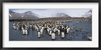 Framed King penguins colony, St Andrews Bay, South Georgia Island