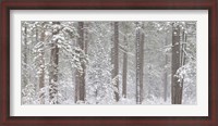 Framed Snow covered Ponderosa Pine trees in a forest, Indian Ford, Oregon, USA