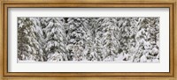Framed Snow covered pine trees, Deschutes National Forest, Oregon, USA