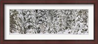 Framed Snow covered pine trees, Deschutes National Forest, Oregon, USA