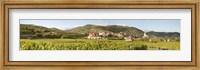 Framed Crop in a vineyard, Weissenkirchen, Wachau, Austria