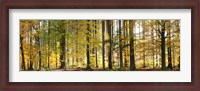 Framed Trees in autumn, Hohenlohe, Baden-Wurttemberg, Germany