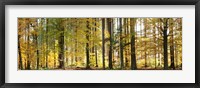 Framed Trees in autumn, Hohenlohe, Baden-Wurttemberg, Germany