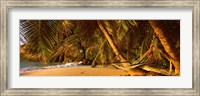 Framed Hammock between two palm trees, Seychelles