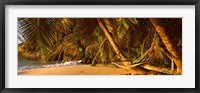 Framed Hammock between two palm trees, Seychelles