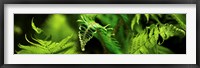 Framed Close-up of ferns