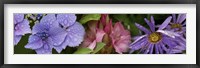 Framed Close-up of flowers