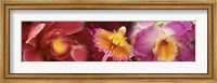 Framed Details of red and violet Orchid flowers