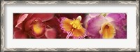 Framed Details of red and violet Orchid flowers