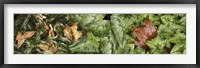 Framed Details of green leaves