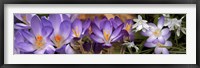 Framed Details of purple and white  flowers