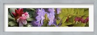 Framed Details of bright colors flowers
