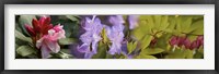 Framed Details of bright colors flowers
