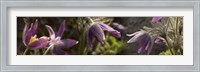 Framed Details of purple furry flowers