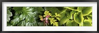 Framed Details of luscious leaves