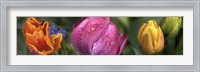 Framed Close up of Colorful Tulips