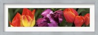 Framed Multiple images of tulip flowers