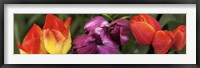 Framed Multiple images of tulip flowers