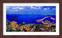 Framed Diver along reef with parrotfish, Green Moray Eel and White Spotted Filefish (Cantherhines macrocerus) underwater