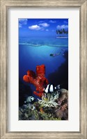 Framed Underwater view of sea anemone and Humbug fish and Pufferfish with a scuba diver