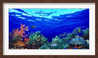 Framed Underwater view of Pallid triggerfish, Oriental Sweetlips and Longfin bannerfish with Yellowbar Angelfish