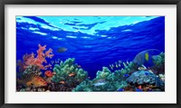 Framed Underwater view of Pallid triggerfish, Oriental Sweetlips and Longfin bannerfish with Yellowbar Angelfish