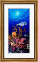 Framed Underwater view of Bristly puffer fish (Arothron hispidus) with triggerfish and Anthias Fishes