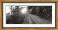 Framed Dirt road through a forest, Chiang Mai Province, Thailand (black and white)