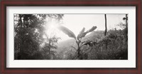 Framed Sunlight through trees in a forest in black and white, Chiang Mai Province, Thailand