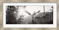 Framed Sunlight through trees in a forest in black and white, Chiang Mai Province, Thailand