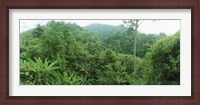 Framed Vegetation in a forest, Chiang Mai Province, Thailand
