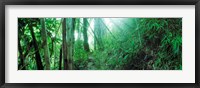 Framed Light through a Bamboo forest, Chiang Mai, Thailand