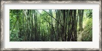 Framed Bamboo forest, Chiang Mai, Thailand