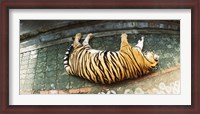 Framed Tiger (Panthera tigris) sleeping in a tiger reserve, Tiger Kingdom, Chiang Mai, Thailand