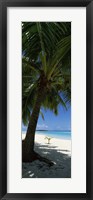 Framed Palm tree on the beach, Aitutaki, Cook Islands