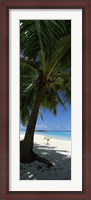 Framed Palm tree on the beach, Aitutaki, Cook Islands