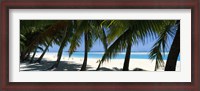 Framed Palm trees on the beach, Aitutaki, Cook Islands