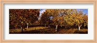 Framed Almond Trees during autumn in an orchard, California, USA