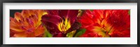 Framed Close-up of orange flowers