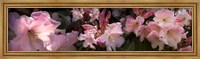 Framed Close-up of pink rhododendron flowers