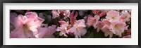 Framed Close-up of pink rhododendron flowers