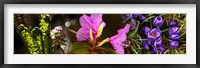Framed Close-up of purple and pink flowers