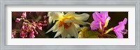 Framed Close-up of white and pink  flowers