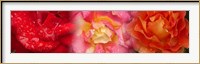 Framed Close-up of three Rose flowers
