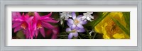 Framed Flowers in pastel colors