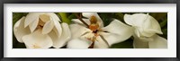 Framed Close-up of white magnolia flowers