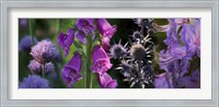 Framed Close-up of purple flowers