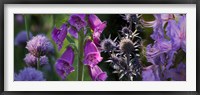 Framed Close-up of purple flowers