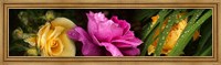 Framed Close-up of roses